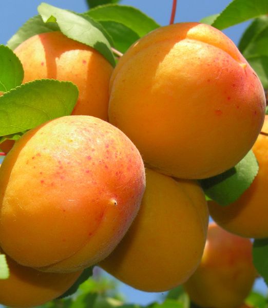 Marhuľa 'Reale d'Imola'